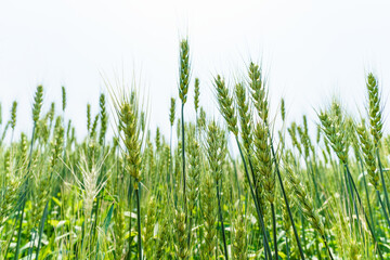 Obraz premium Barley fields about to mature in June in Northeast China