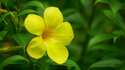 Yellow Allamanda cathartica flowers bloom in the garden