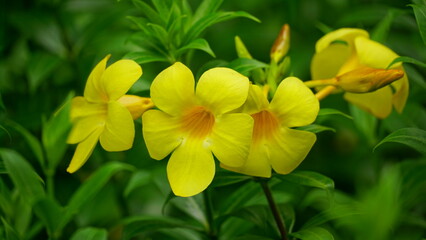 Yellow Allamanda cathartica flowers bloom in the garden