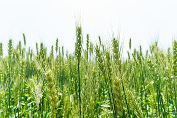 Barley fields about to mature in June in Northeast China