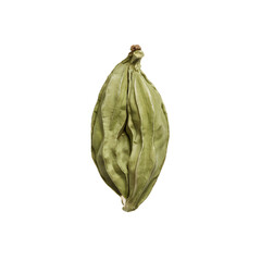 Naklejka premium Organic Green Cardamom Spice