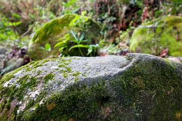 Mossy rock close up background