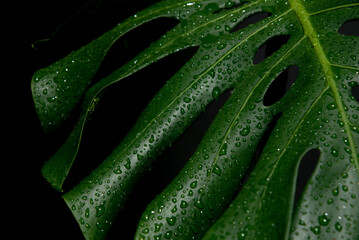 Close up green monstera leaves with water drops in dark background  © Napon