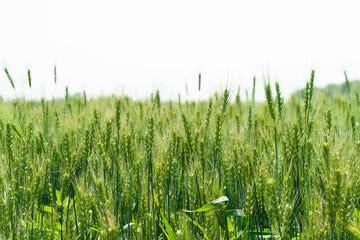 Barley fields about to mature in June in Northeast China