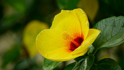 Close-up of yellow hibiscus blooming