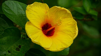 Close-up of yellow hibiscus blooming