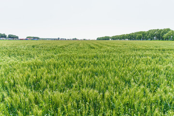 Fototapeta premium Barley fields about to mature in June in Northeast China