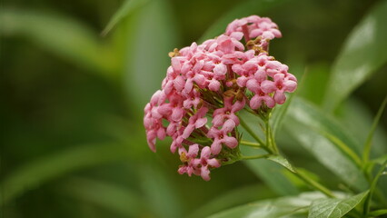 Rondeletia leucophylla flower on a tree