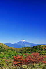 伊豆スカイラインからの富士山とヤマツツジ
