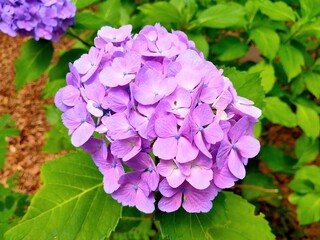 purple hydrangea flowers