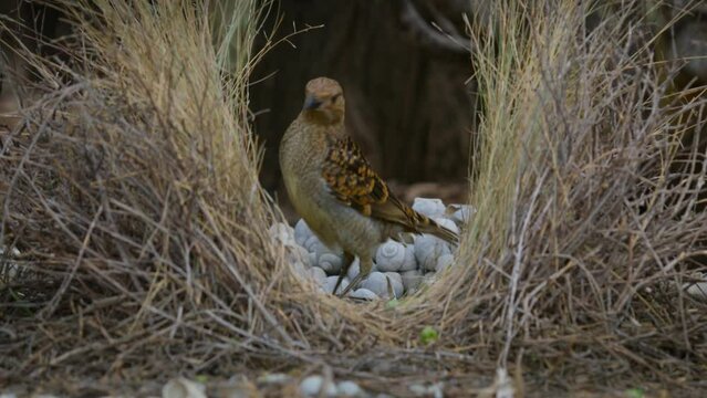 Western Bird - Chlamydera guttata Australian native bird in the Ptilonorhynchidae, brown spotted with a pink erect crown on the neck, the male has an elaborate structure to attract females.