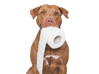 Cute brown dog holding a roll of toilet paper. Close-up, indoors. Studio shot. Concept of care,...