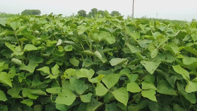 Green Mung bean crop close up in agriculture field, Mung bean green pods (Vigna radiata) and mung bean leaves on the mung bean stalk