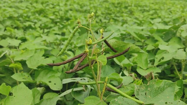 Green Mung bean crop close up in agriculture field, Mung bean green pods (Vigna radiata) and mung bean leaves on the mung bean stalk