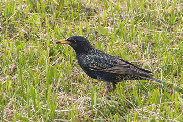 Sturnus vulgaris with yellow beak and worm