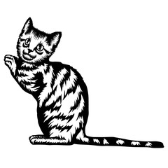 Cat Holding Hands Up