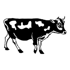 Cow