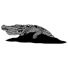 Crocodile
