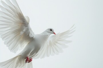 Fototapeta premium Close-up photograph capturing a graceful white dove in mid-flight against a clear, white sky backdrop. The image showcases the bird's elegant wingspan and feather details, evoking a sense of peace