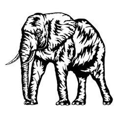 Elephant