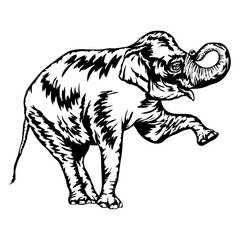 Elephant