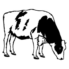 Grazing Cow