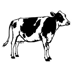 Holstein Cow