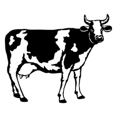 Holstein Cow
