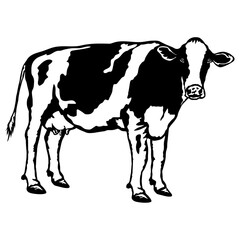 Holstein Cow
