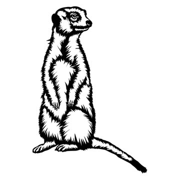 Mongoose