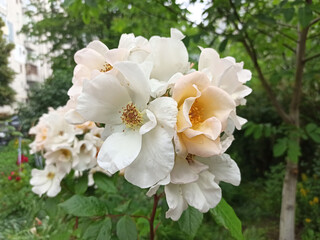 flowers in a flowerbed in summer - close-up