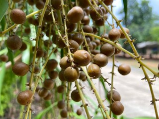 Seeds of Dracaena loureiri Gagnep (D. loureiri), commonly known as “Chan Pha”