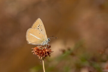 light brown striped butterfly, Polyommatus kurdistanicus