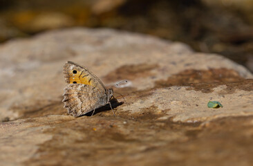 large butterfly picking up minerals from the ground, Dark Grayling, Pseudochazara mniszechii
