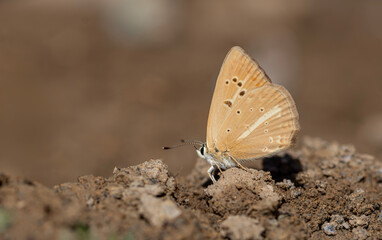 light brown striped butterfly, Polyommatus kurdistanicus