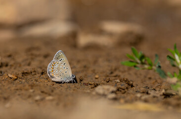 little butterfly picking up minerals from the ground, Alcedo Blue, Polyommatus alcedo