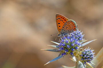 little butterfly feeding on blue thorns, Lycaena lampon