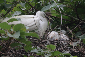 Obraz premium Great Egret with young chicks on nest