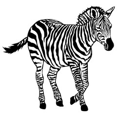 Zebra