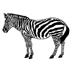Fototapeta premium Zebra