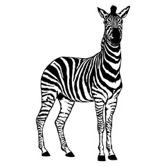 Zebra