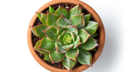 Stemless succulent with green triangle leaves red tipped rosette in round planter viewed from top White background with copy space