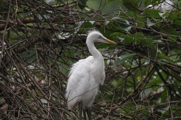 perching on the branch, Great White Egret