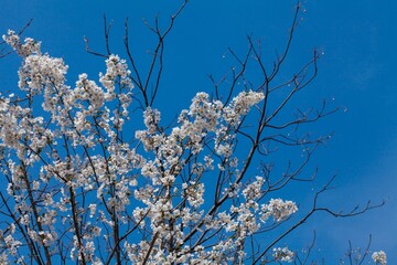 Fresh outdoor wild flowers, fresh flowers, cherry blossom plants