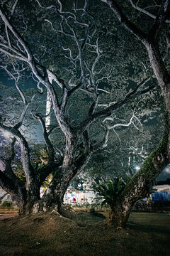 Tree in a park downtown Malacca highlighted with lights