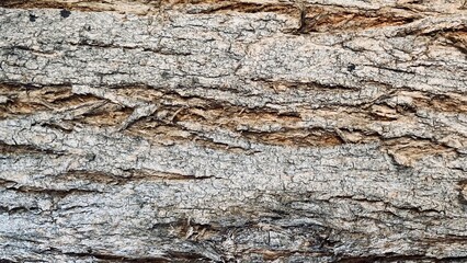 Texture of dry wood background close up brown wood Rugged, Beautiful patterns in a creative nature
