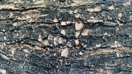 Abstract old wood cracked texture, Black wood and has a rich, warm tone, Beautiful patterns in a creative nature