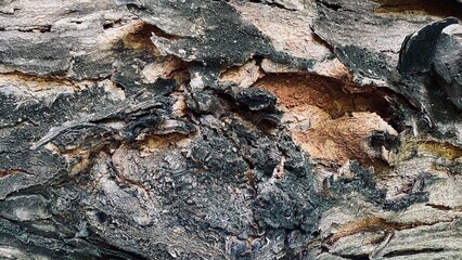 Abstract old wood cracked texture, Black wood and has a rich, warm tone, Beautiful patterns in a creative nature