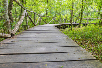 Obraz premium Wooden railings and a path of wooden boards goes into the distance, makes a bend in the forest, summer sunny day
