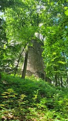 forest in the morning